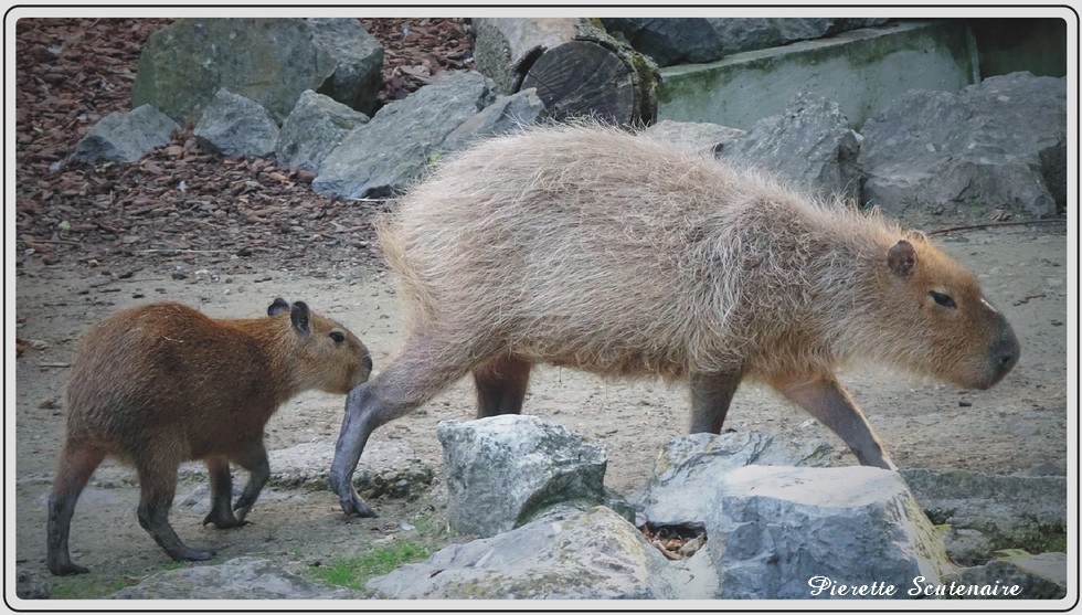 Zoo de Maubeuge, Capybara
