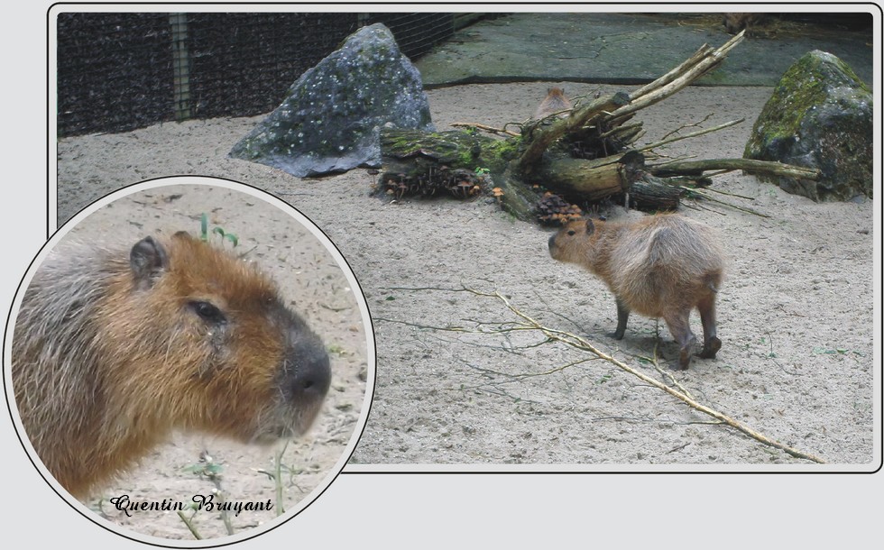 Capybara, plus gros rongeur du monde, zoo de Maubeuge