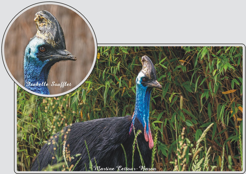 Casoar à casque, oiseau imposant avec casque osseux, zoo de Maubeuge