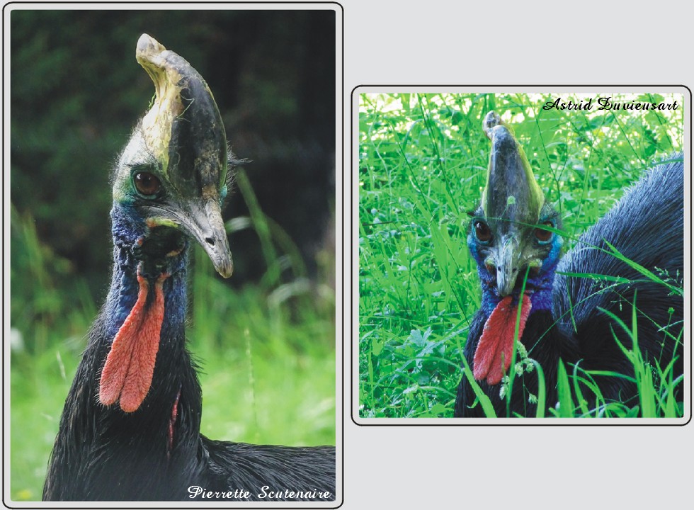 Casoar à casque, zoo de Maubeuge.