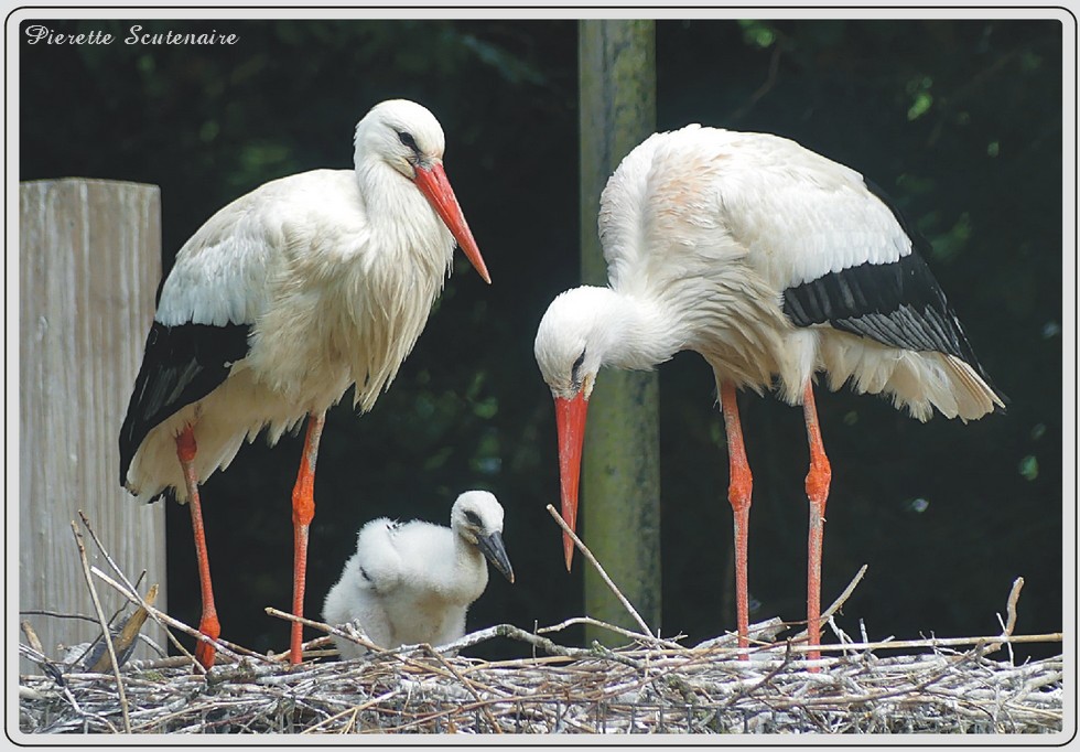 Cigogne blanche, zoo de Maubeuge