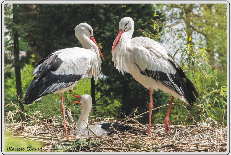 Cigogne blanche, zoo de Maubeuge