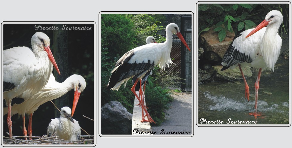 Cigogne blanche, zoo de Maubeuge