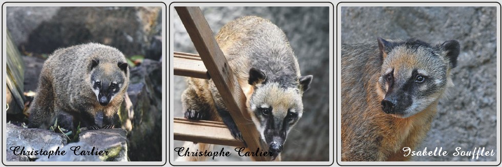 Coati, zoo de Maubeuge.