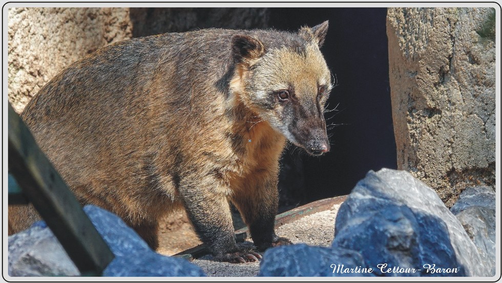 Coati, zoo de Maubeuge.