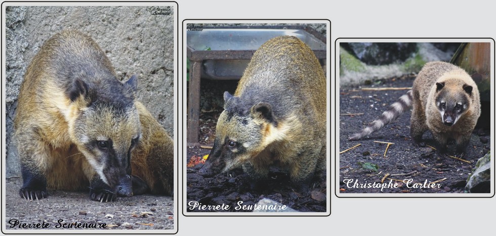Coati, zoo de Maubeuge.