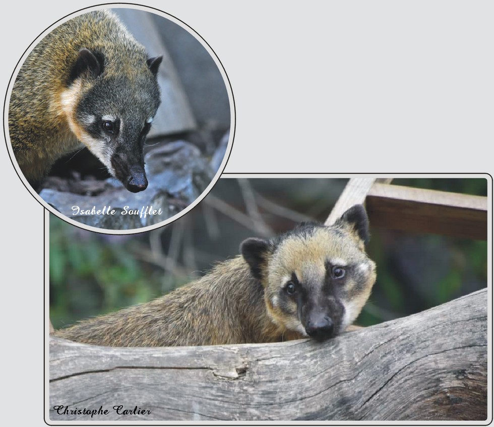 Coati, mammifère curieux aux longues moustaches, zoo de Maubeuge