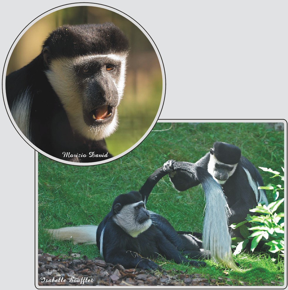 Zoo de Maubeuge, Colobe guereza.