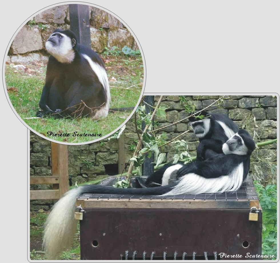 Colobe guereza, singe noir et blanc au zoo de Maubeuge