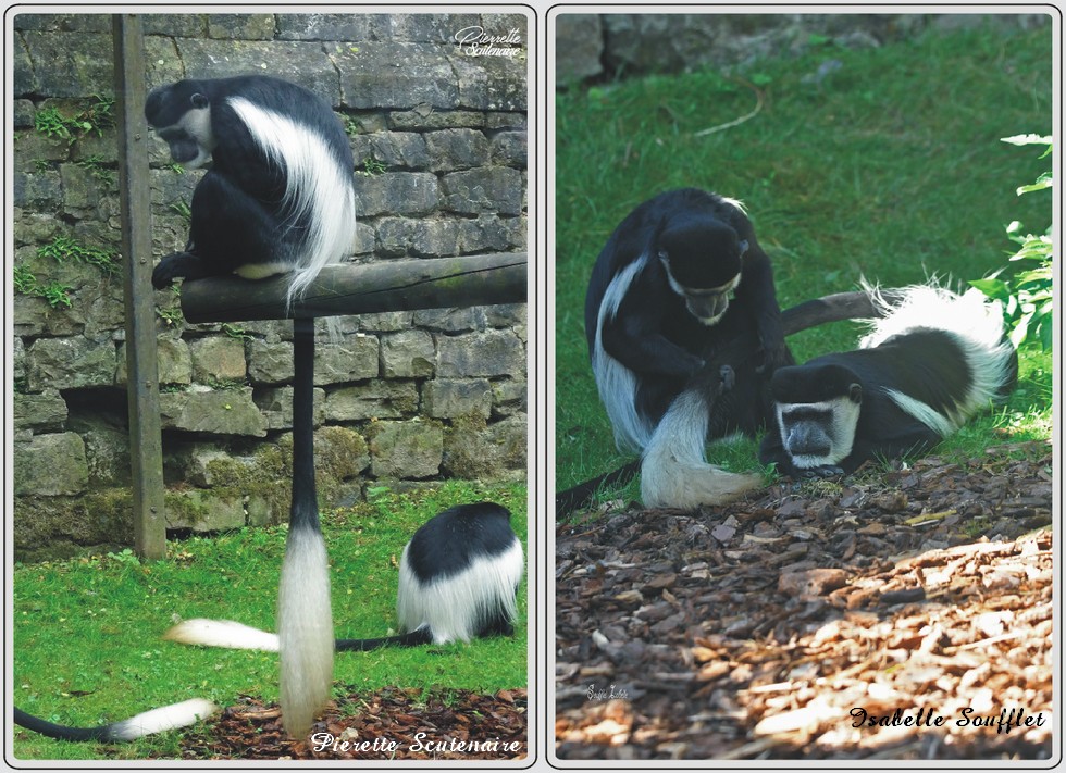 Zoo de Maubeuge, Colobe guereza.