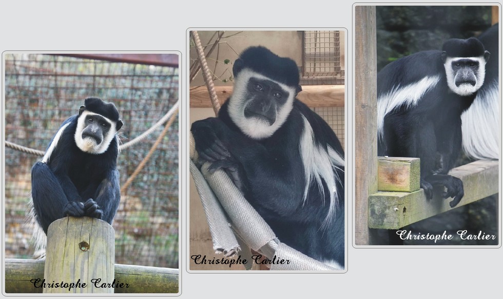 Zoo de Maubeuge, Colobe guereza.