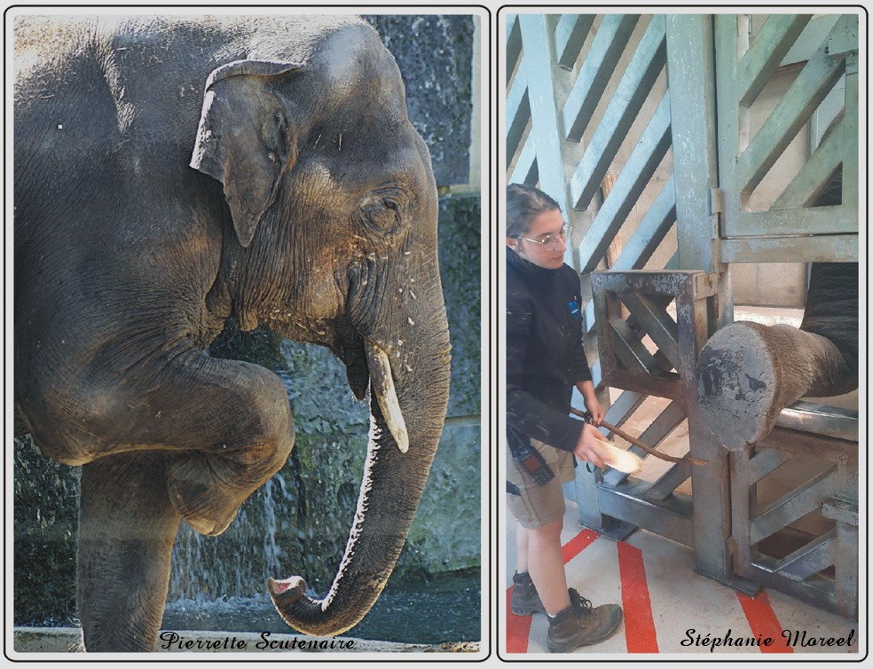Zoo de Maubeuge, Eléphants d'Asie..