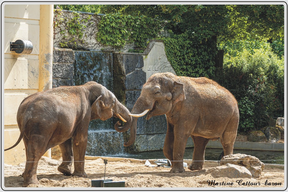 Zoo de Maubeuge, Eléphants d'Asie..