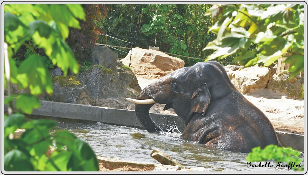 Éléphant d'Asie, gros mammifère pachyderme au zoo de Maubeuge