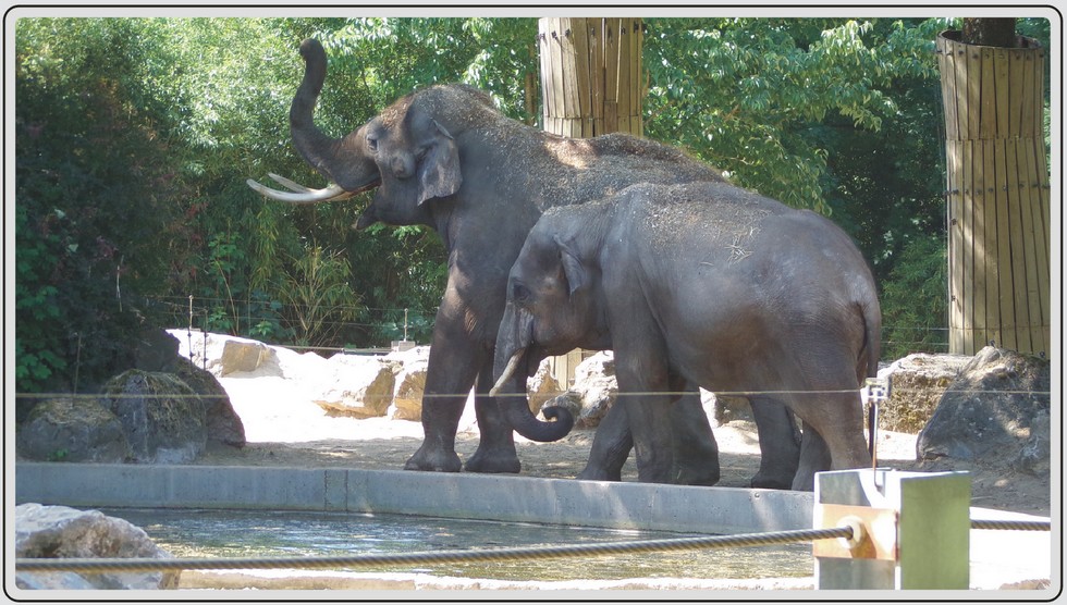Zoo de Maubeuge, Eléphants d'Asie..