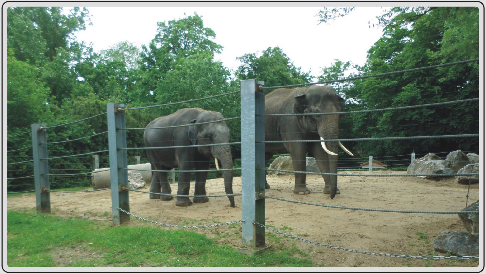 Zoo de Maubeuge, Eléphants d'Asie..