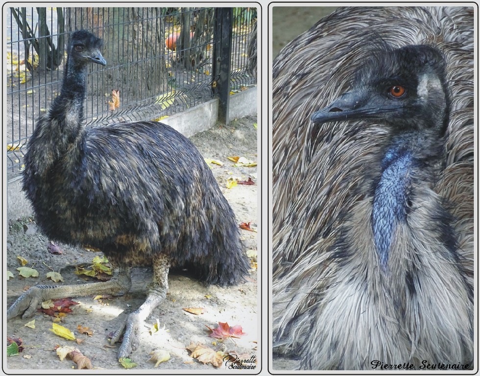 Zoo de Maubeuge, Emeu.