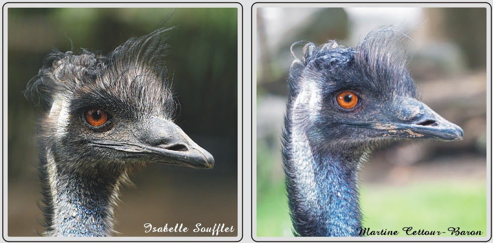 Zoo de Maubeuge, Emeu.