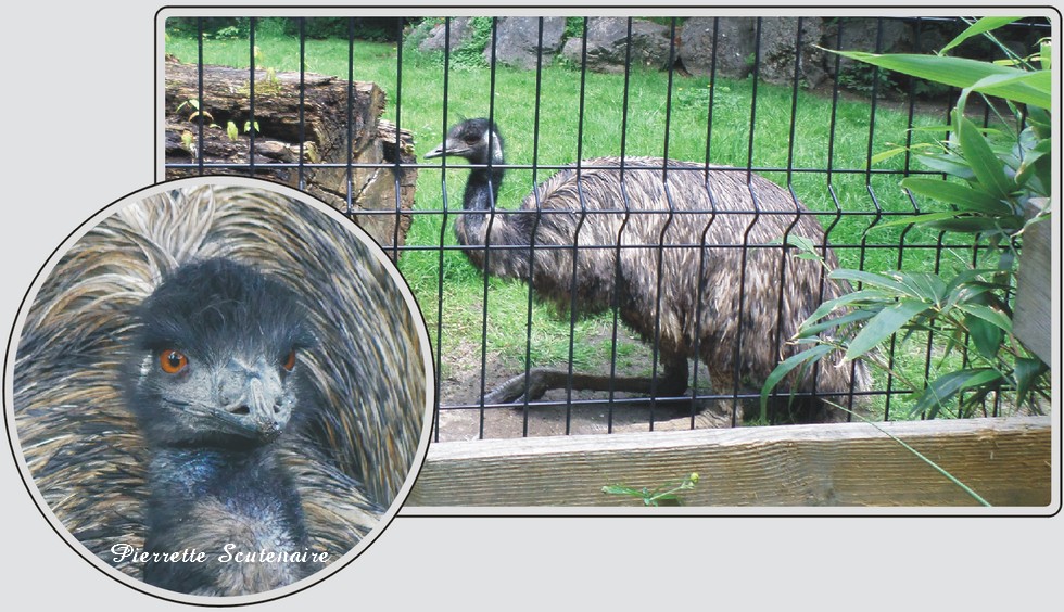 Émeu, grand oiseau coureur originaire d'Australie, zoo de Maubeuge