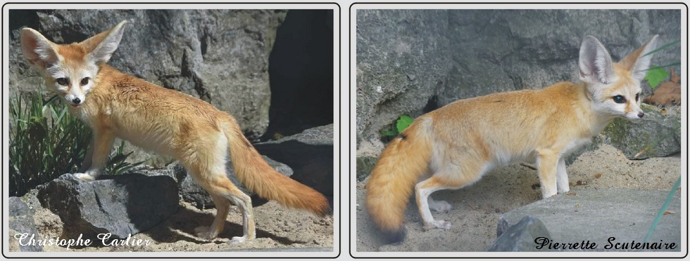 Zoo de Maubeuge, fennec.