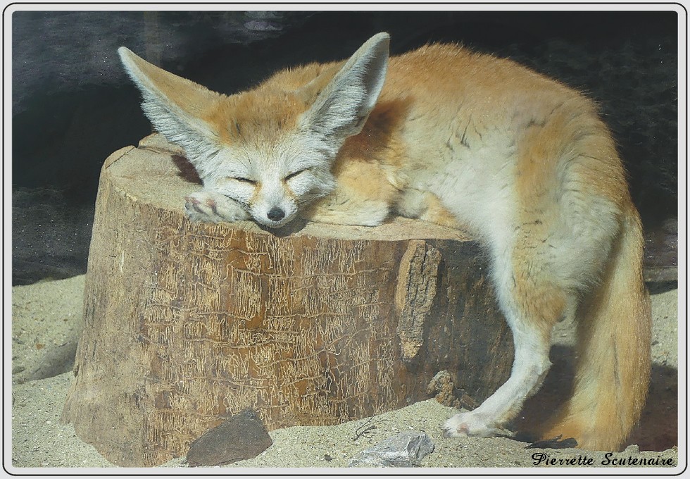 Zoo de Maubeuge, fennec.