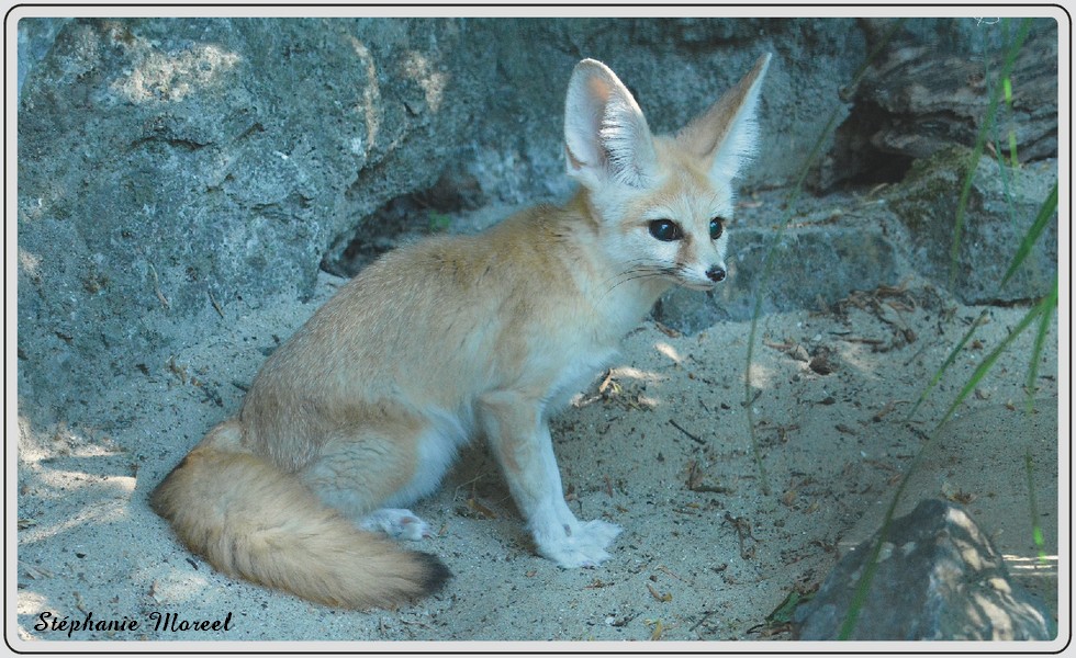 Zoo de Maubeuge, fennec.