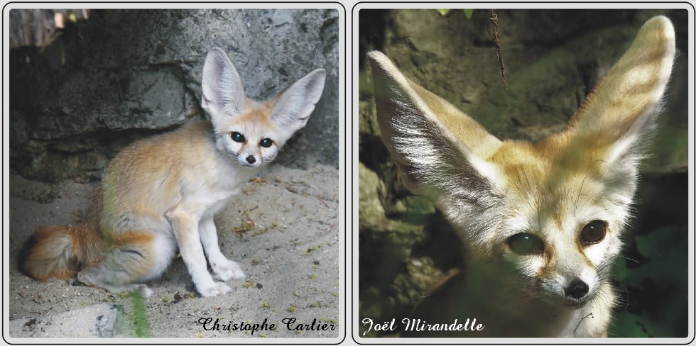 Zoo de Maubeuge, fennec.