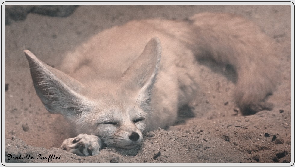 Zoo de Maubeuge, fennec.