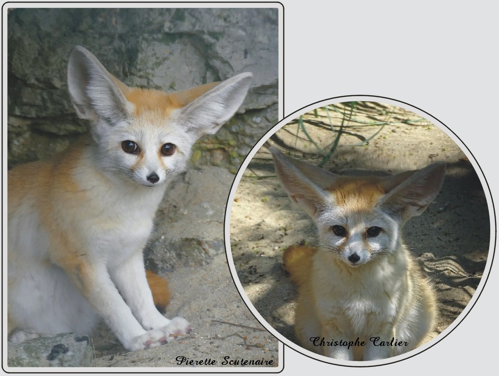 Fennec, petit renard du désert aux grandes oreilles, zoo de Maubeuge
