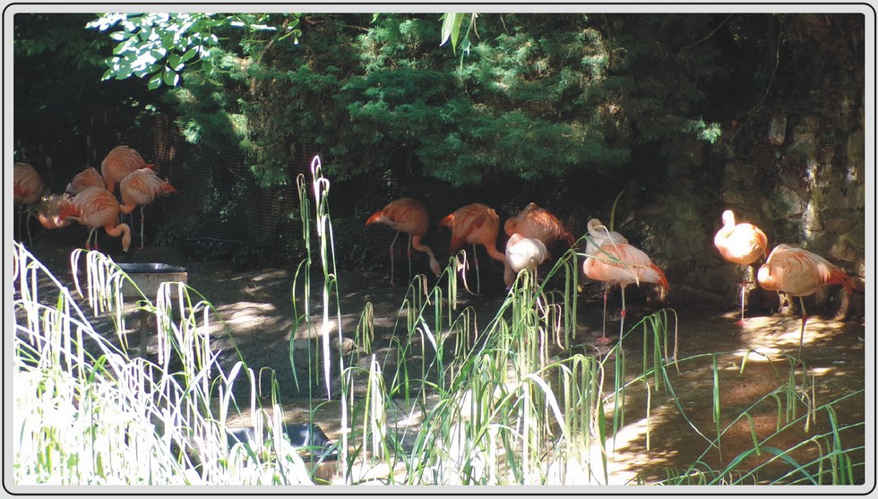 Zoo de Maubeuge, Flamants roses.