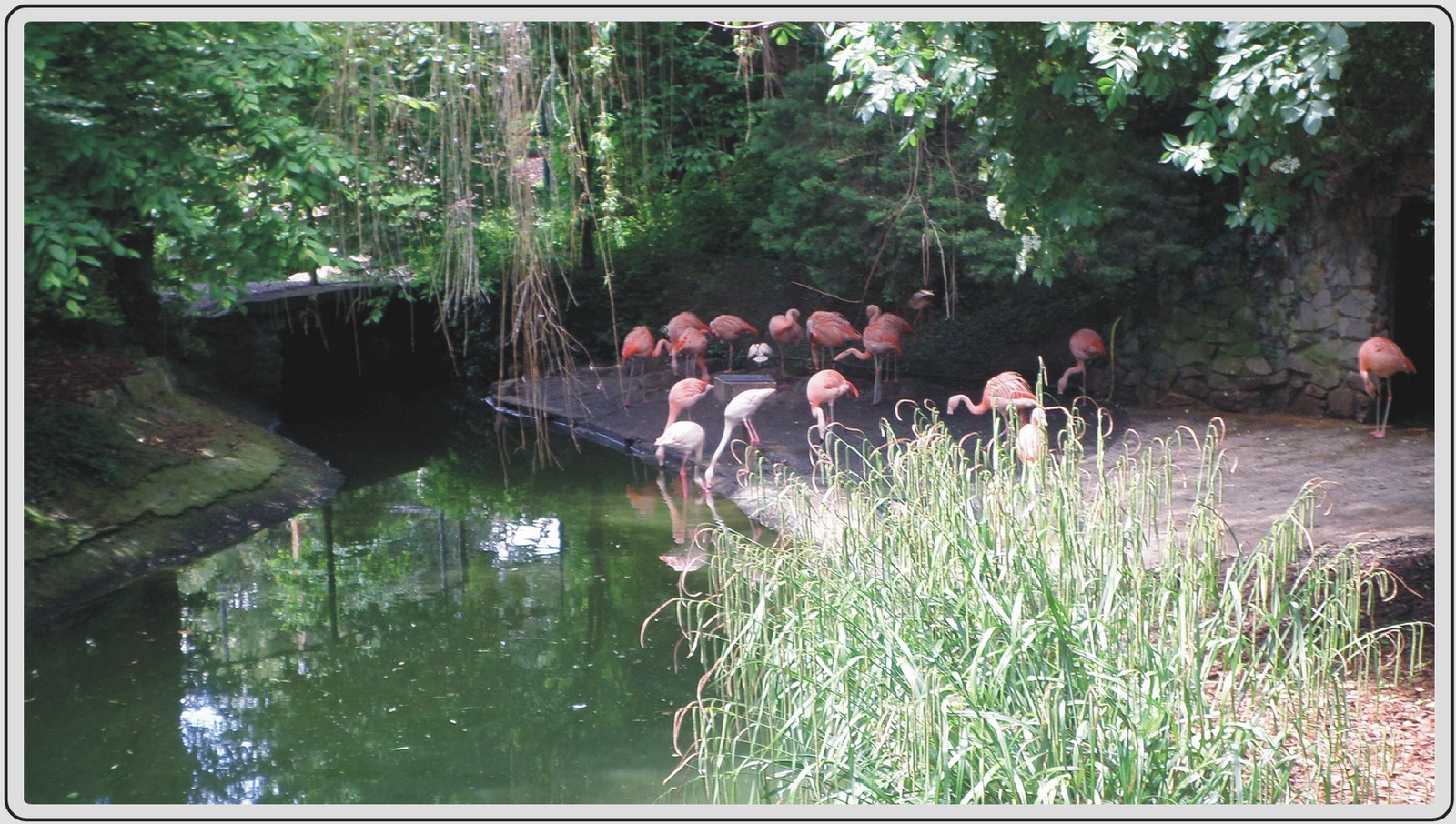 Zoo de Maubeuge, Flamants roses.
