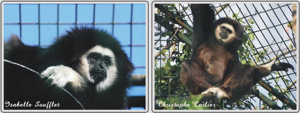 Gibbon à mains blanches, zoo de Maubeuge.
