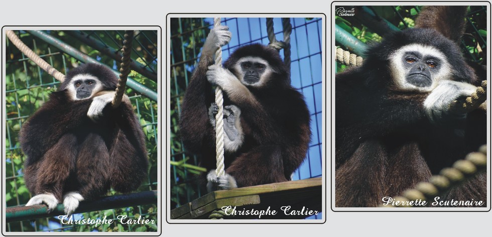 Gibbon à mains blanches, zoo de Maubeuge.