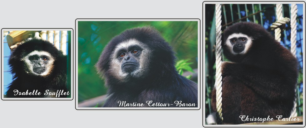 Gibbon à mains blanches, singe agile et vocal, zoo de Maubeuge