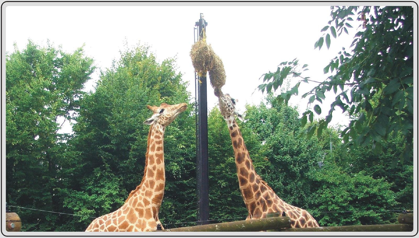 Zoo de Maubeuge, girafes.