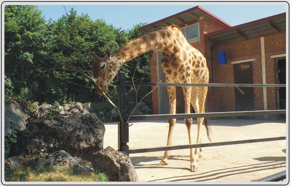 Zoo de Maubeuge, girafes.