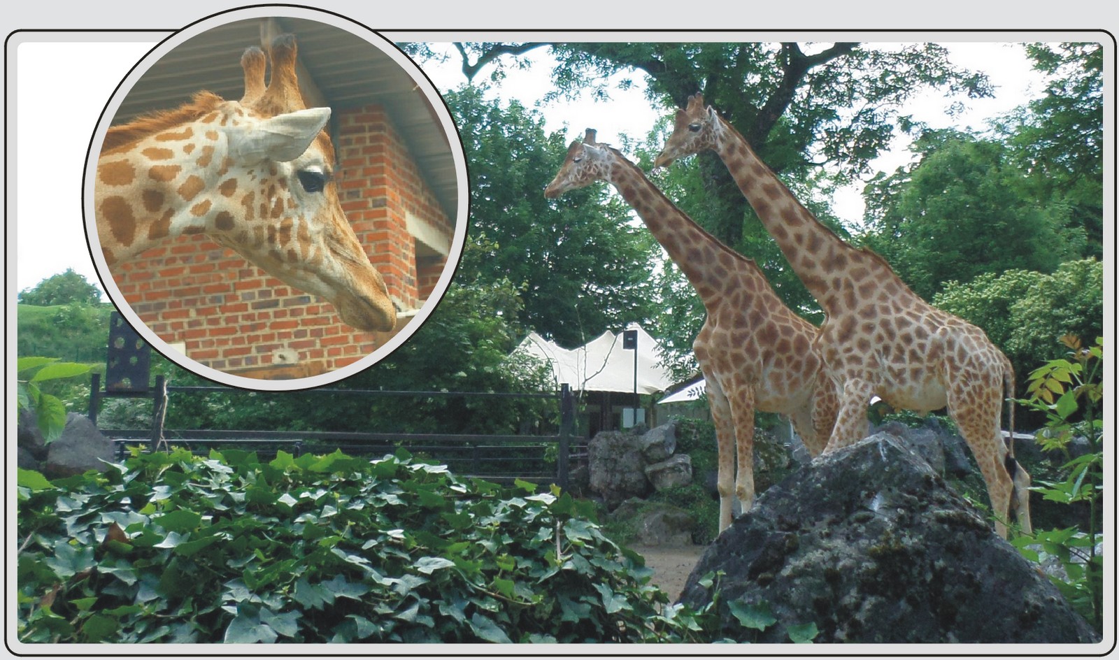 Girafe du Niger, grand mammifère au long cou, zoo de Maubeuge