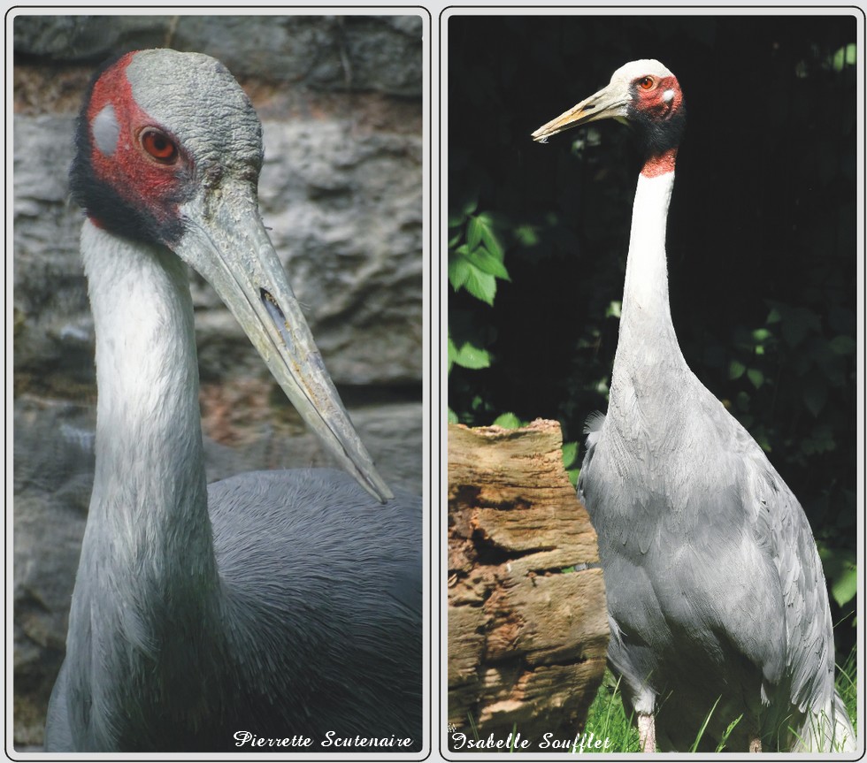 Grue antigone, grand oiseau échassier gris, zoo de Maubeuge