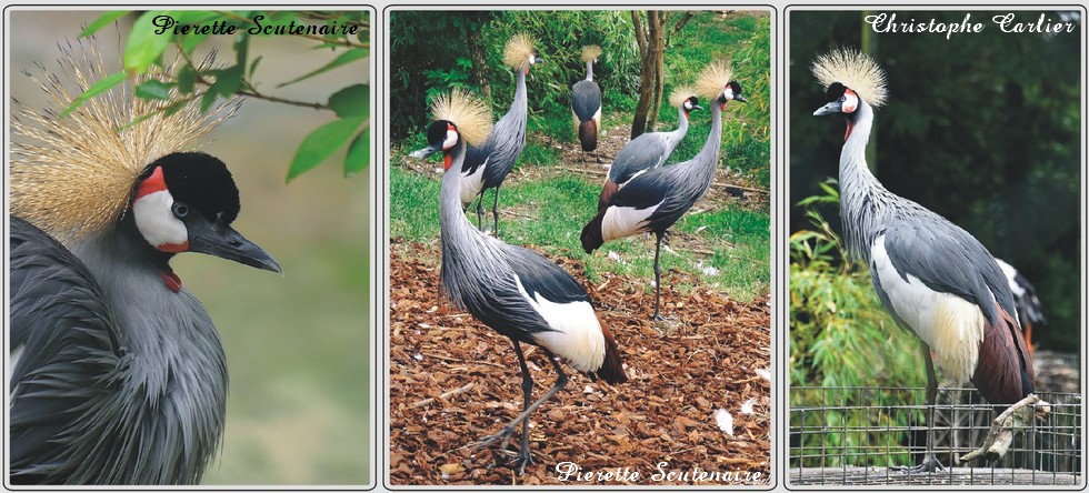 Grue couronnée, zoo de Maubeuge.