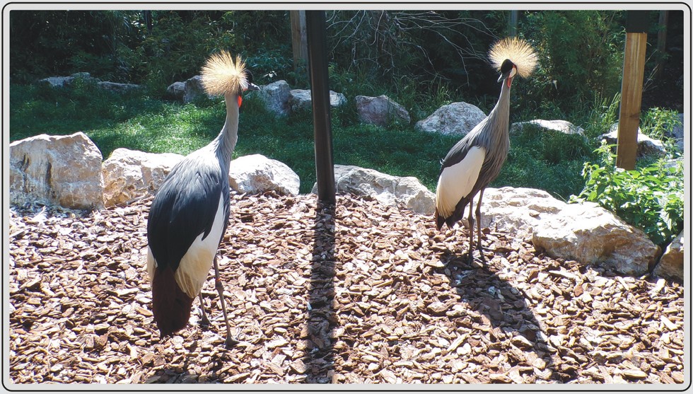 Grue couronnée, zoo de Maubeuge.