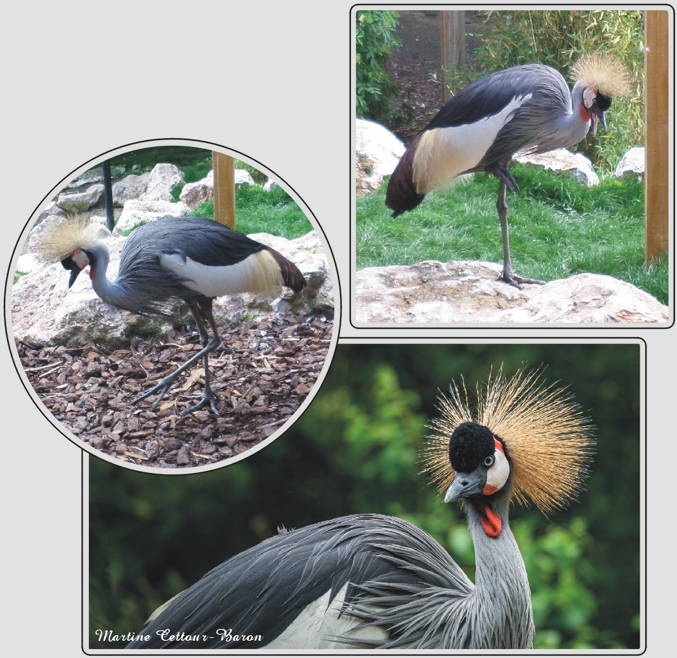Grue couronnée, oiseau aux plumes en forme de couronne, zoo de Maubeuge