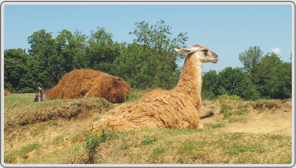 Guanaco, zoo de Maubeuge