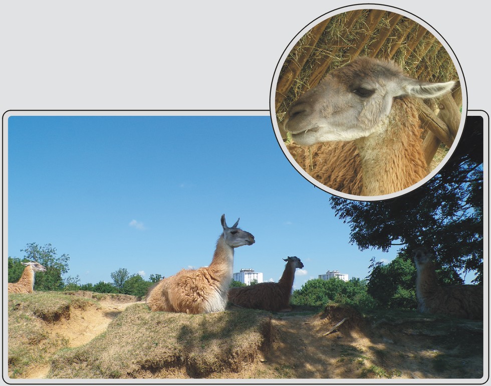 Guanaco, zoo de Maubeuge