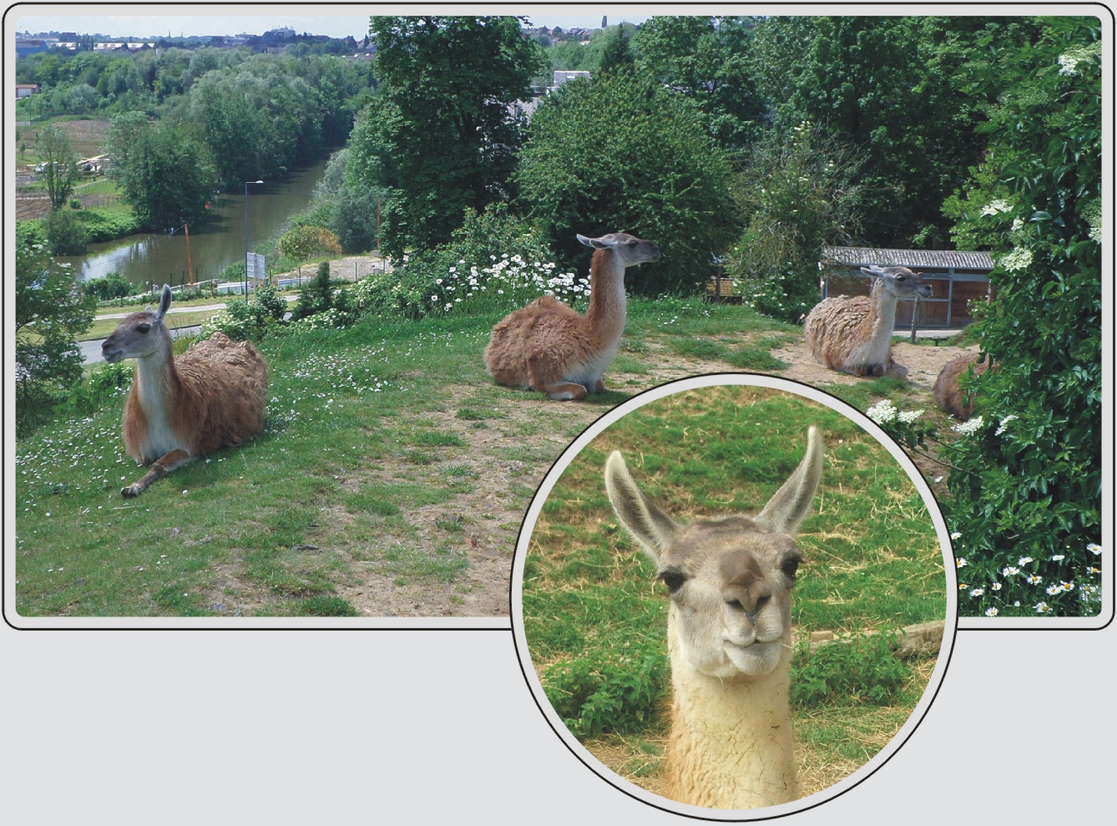 Guanaco, camélidé sud-américain apparenté au lama, zoo de Maubeuge