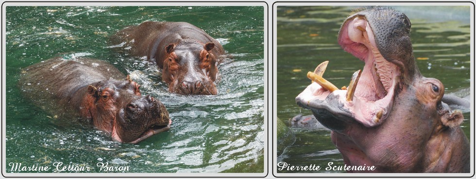 Hippopotame,u zoo de Maubeuge.