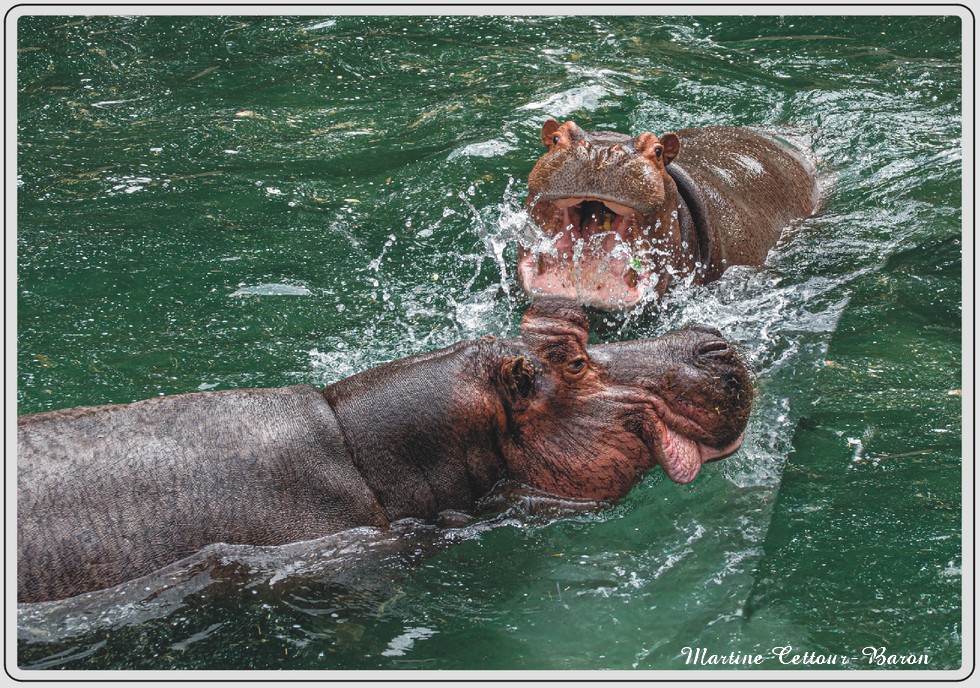 Hippopotame, gros mammifère semi-aquatique, zoo de Maubeuge