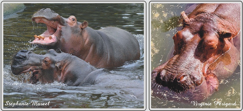 Hippopotame,u zoo de Maubeuge.