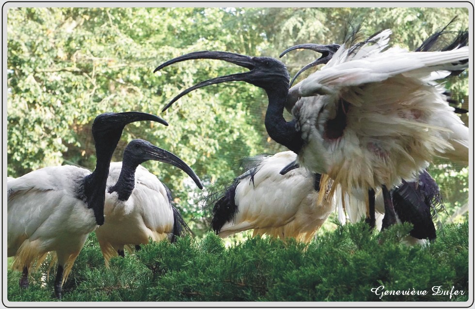 Ibis sacré, oiseau vénéré dans l'Égypte antique, zoo de Maubeuge