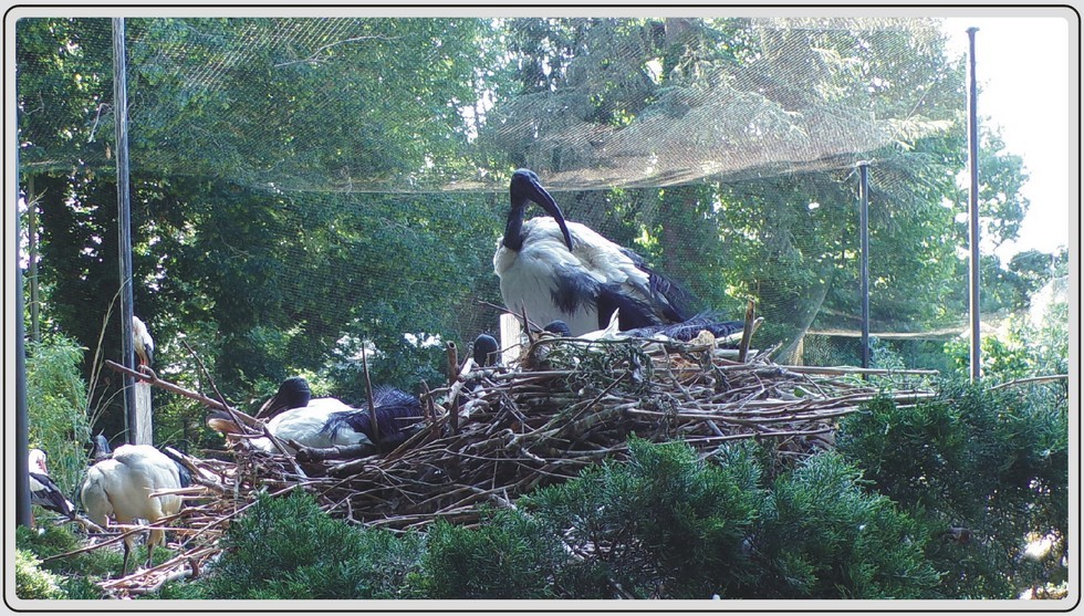 Ibis sacrés, zoo de Maubeuge.