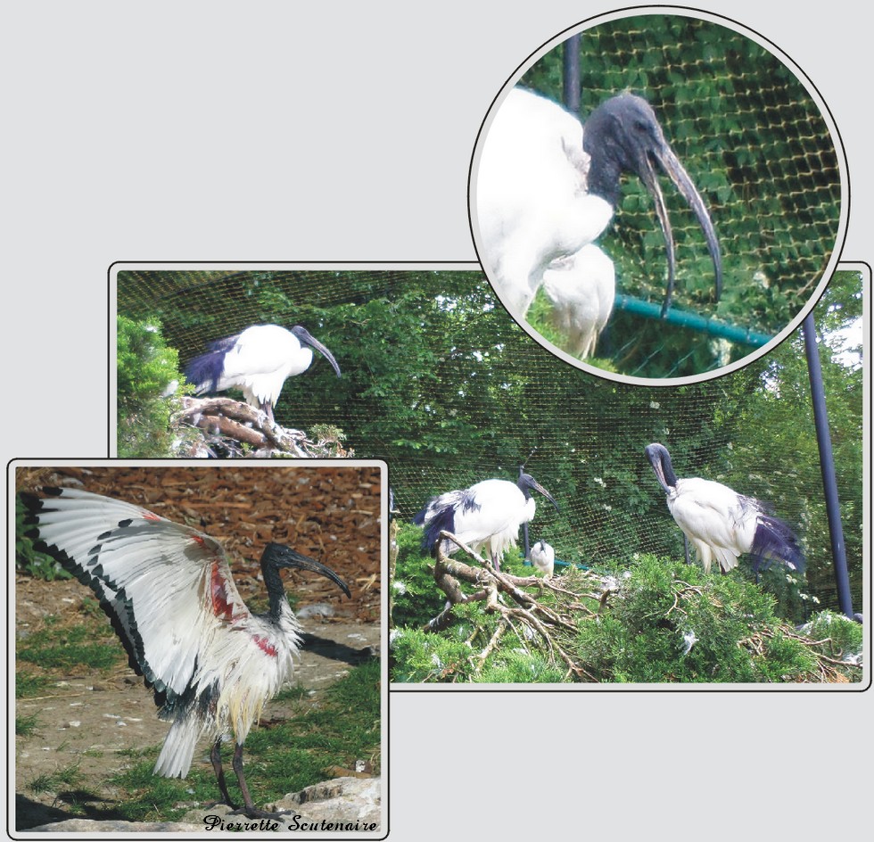 Ibis sacrés, zoo de Maubeuge.